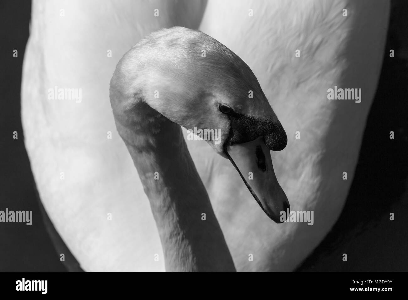 Swan Porträts - Anmut, Grazie und Eleganz. Vögel und Wildtiere Stockfoto