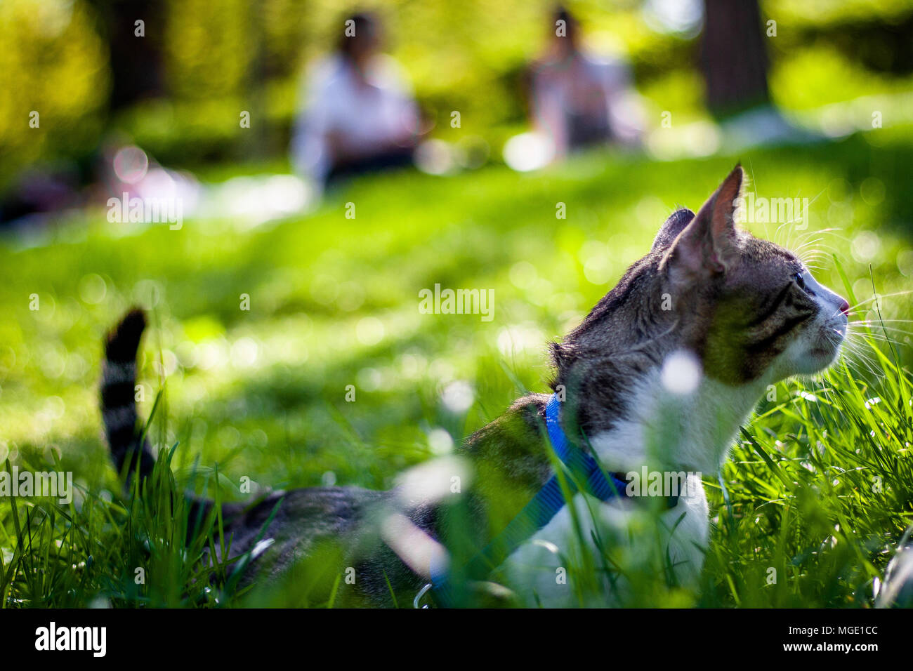 Haustier Katze in Park Stockfoto