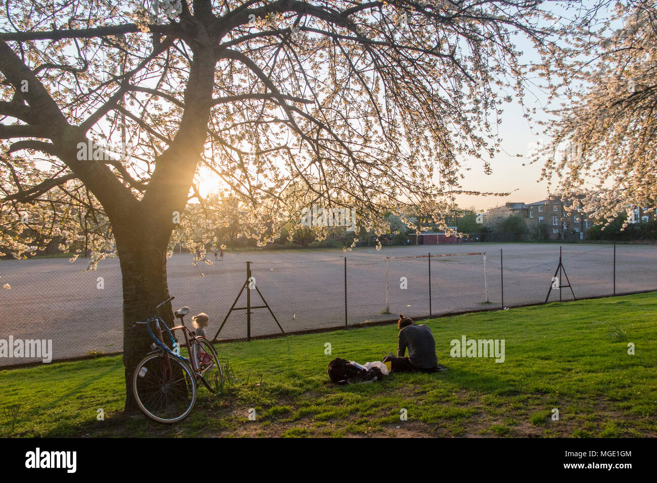 Ein Mann sitzt, Arbeiten unter einem blühenden Kirschbaum, wie die Sonne untergeht in einem Londoner Park, sein Fahrrad lehnte sich gegen einen Baum Stockfoto