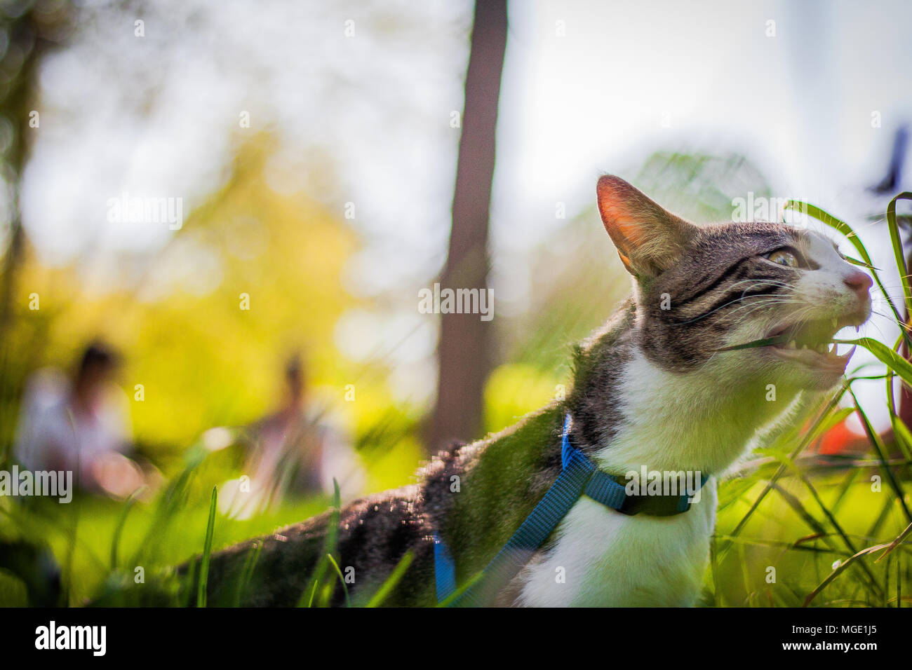 Haustier Katze in Park Stockfoto