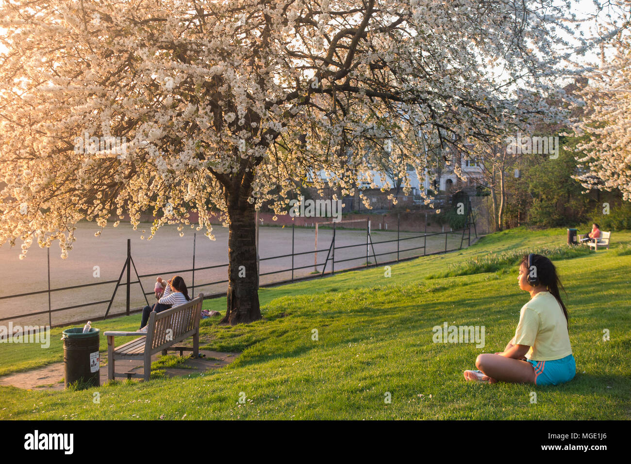 Ein Mädchen meditiert unter der Blüte von Kirschbäumen in einem Park im Norden von London Stockfoto