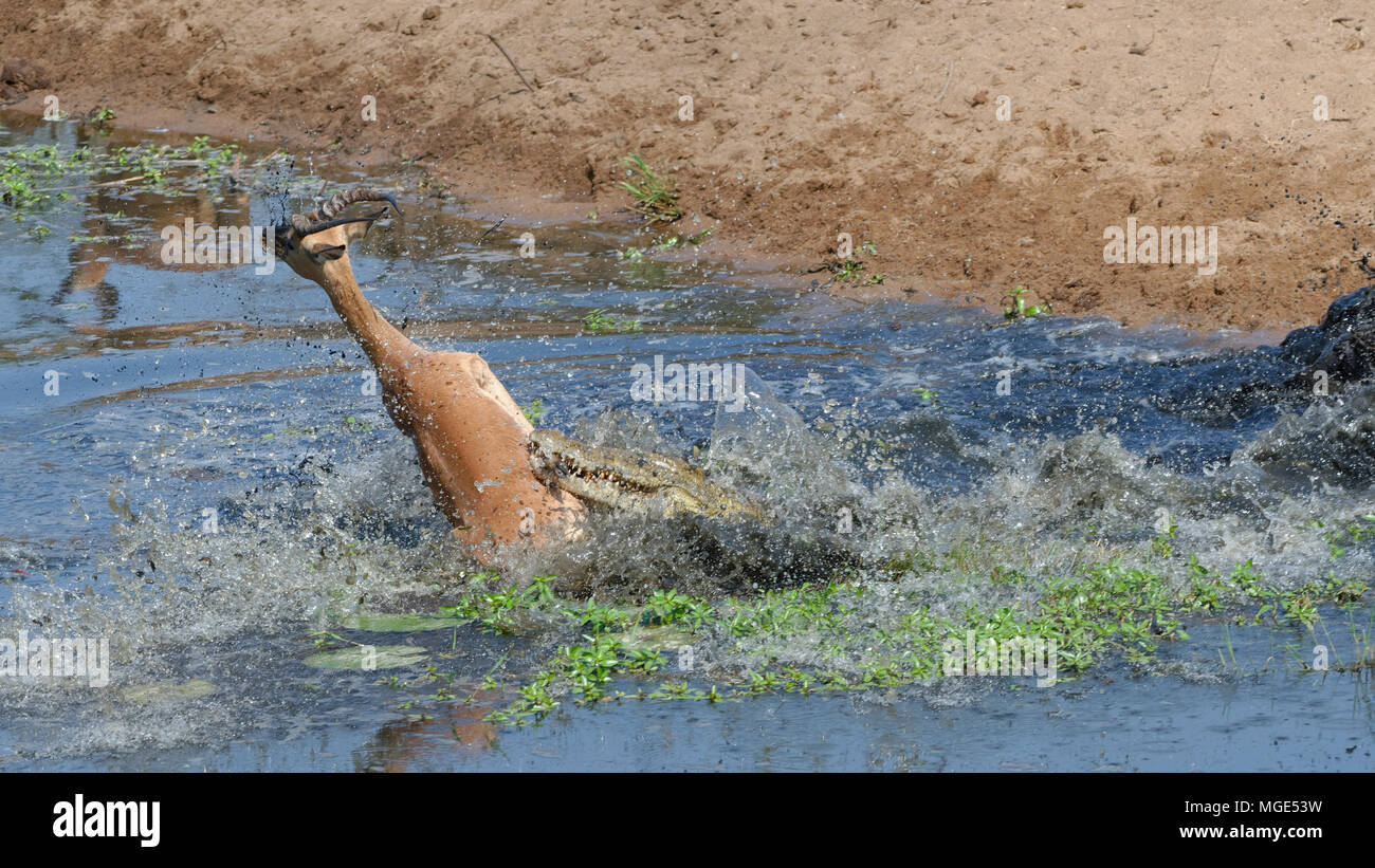 Nilkrokodil (Crocodylus niloticus) Angriff durch Überraschung eine männliche Impala Trinkwasser, tödlichen Angriff, Krüger Nationalpark, Südafrika, Afrika Stockfoto