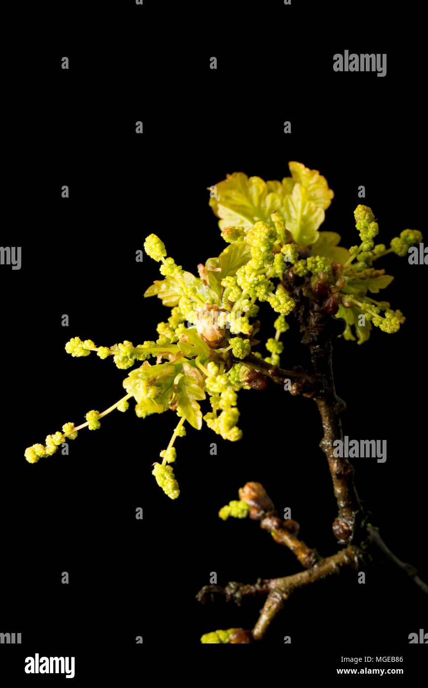 Die Blumen von einem Englischen oder Pedunculate oak Quercus robur, Ende April 2018 North Dorset England UK. Es wird auch als die gemeinsame Eiche und Europea bekannt Stockfoto