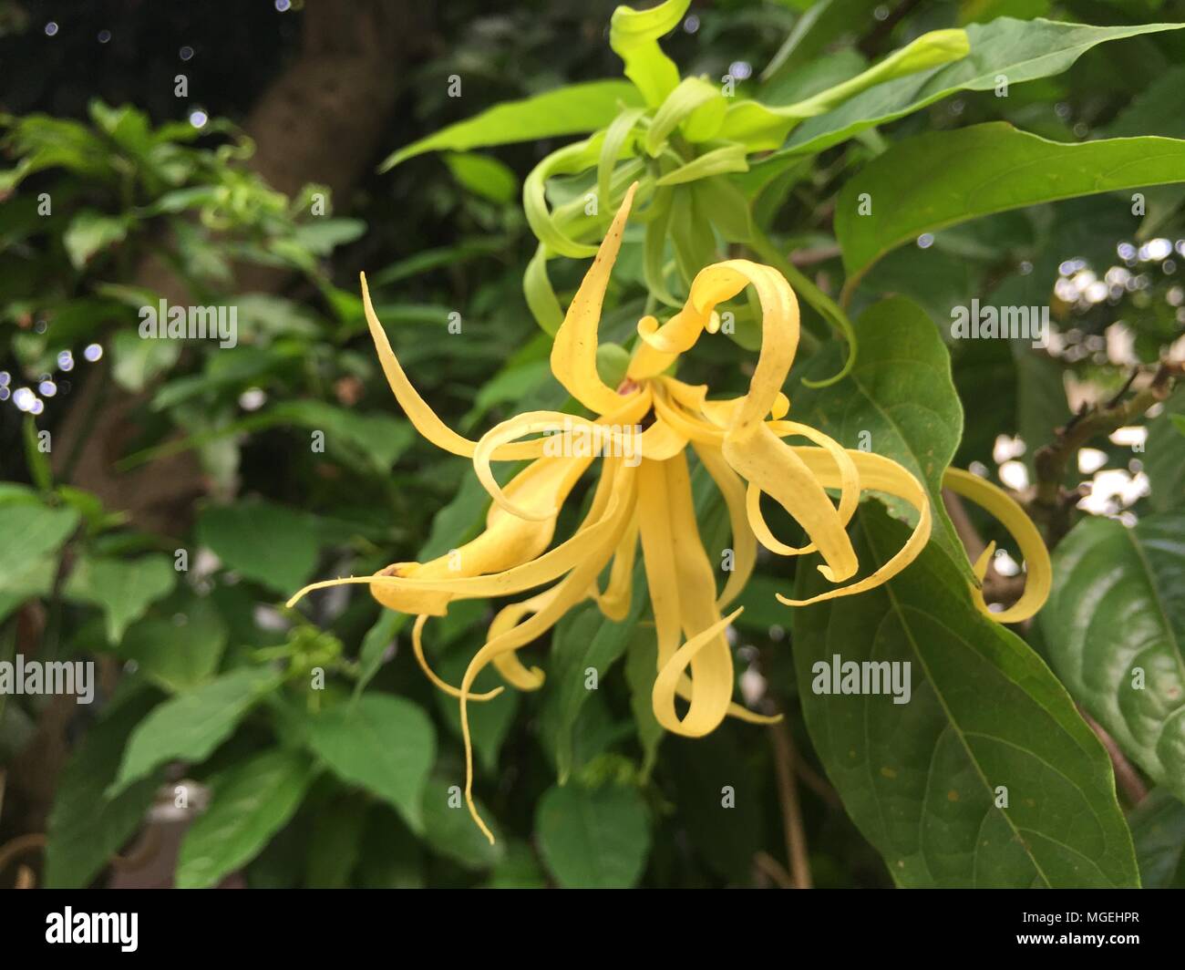 Gelbes Thai Ylang-Ylang oder Ilang Ilang-Baum Pflanze Stockfoto