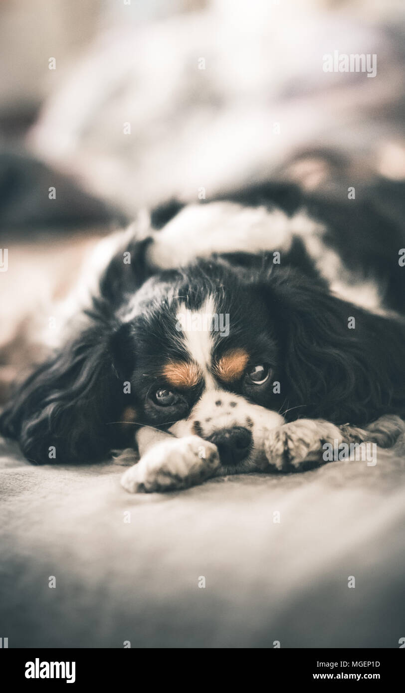 Einen weiblichen Hund Rasse Cavalier King Charles Spaniel in Schwarz und Weiß, während sein Gesicht zwischen seine Pfoten verbergen, der lag auf einem Bett. Stockfoto