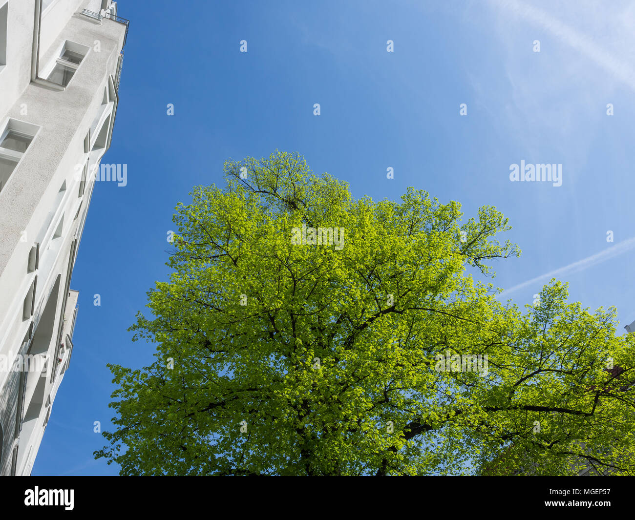 Frische, grüne Bäume, strahlend blauen Himmel und schönen alten Gebäude im Frühling in Berlin, Charlottenburg Stockfoto