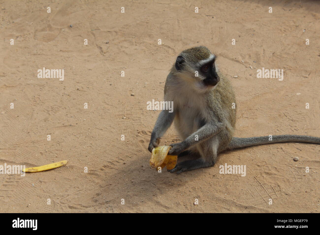 Ein Affe mit Banane, während er das Essen ist um, so dass niemand es stehlen kann beobachtet, ein Foto in Kenia Tsavo Park genommen Stockfoto