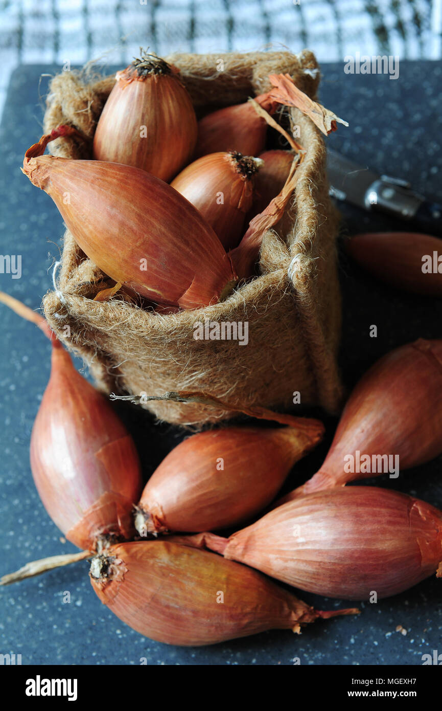 Echalotes du Marais von Cherrueix, Brest, Frankreich Stockfoto