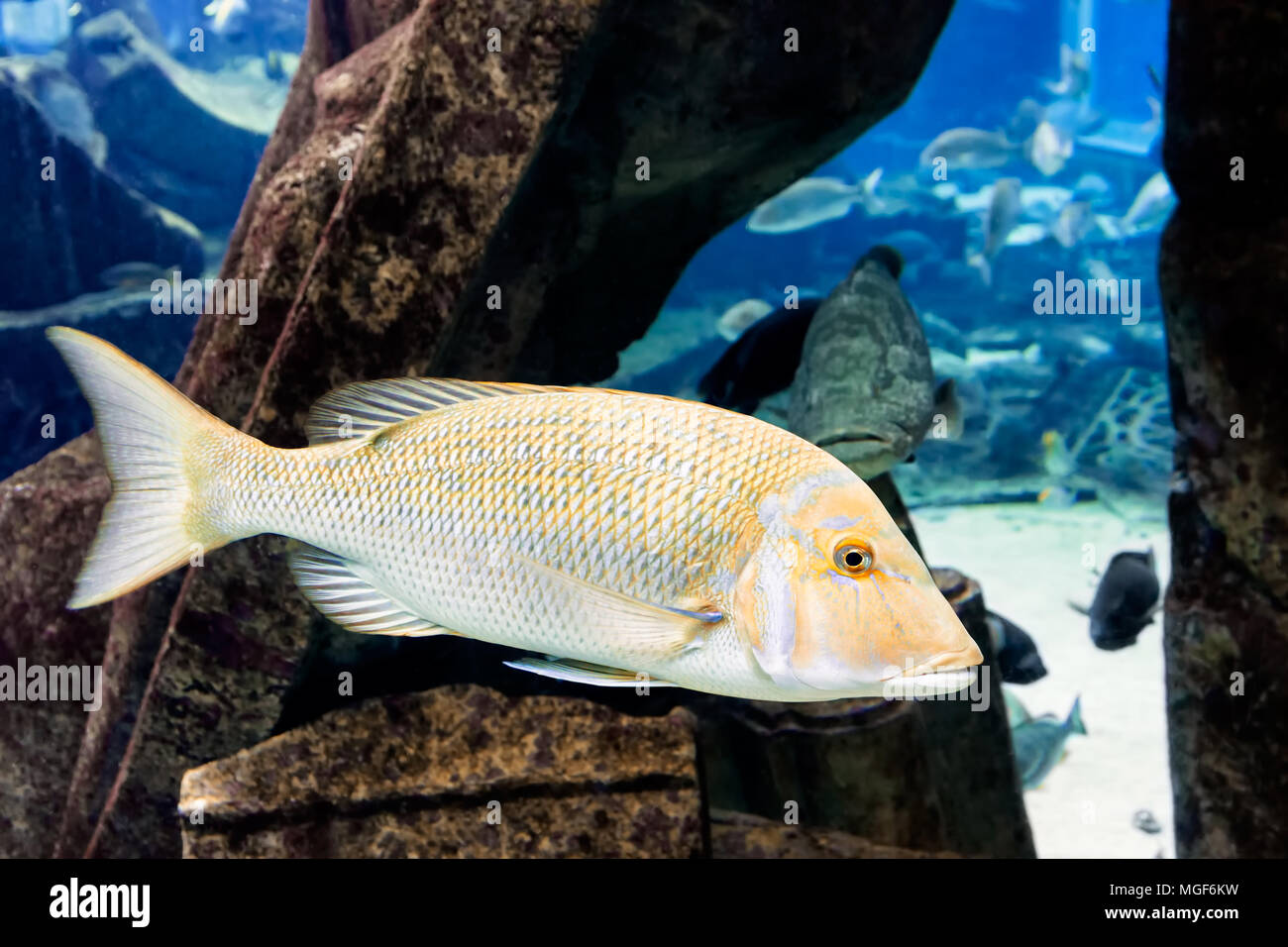 Gelbe Fische schwimmen unter Wasser Stockfoto