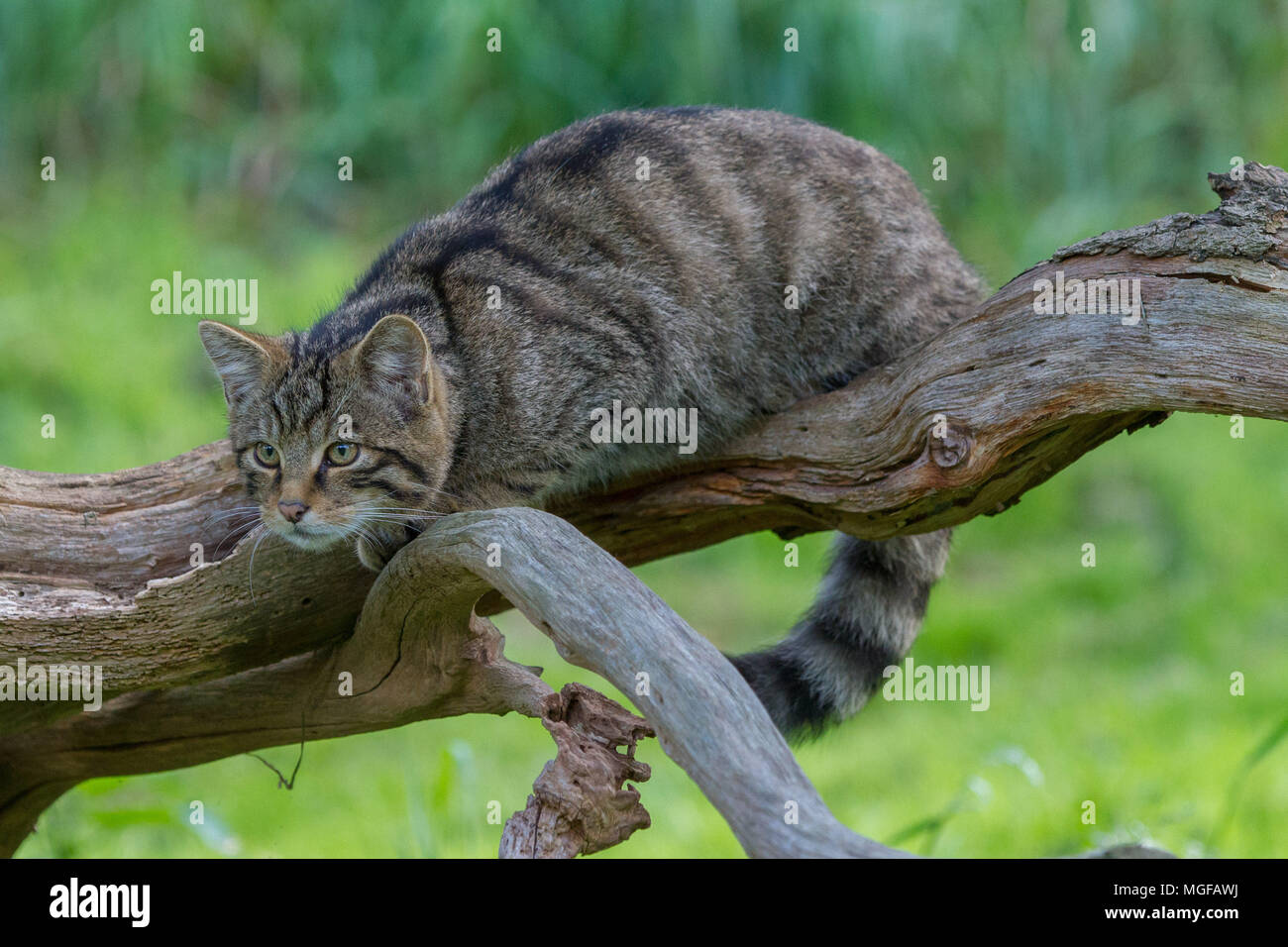 Schottische Wildkatze (Felis Silvestris Grampia) Stockfoto