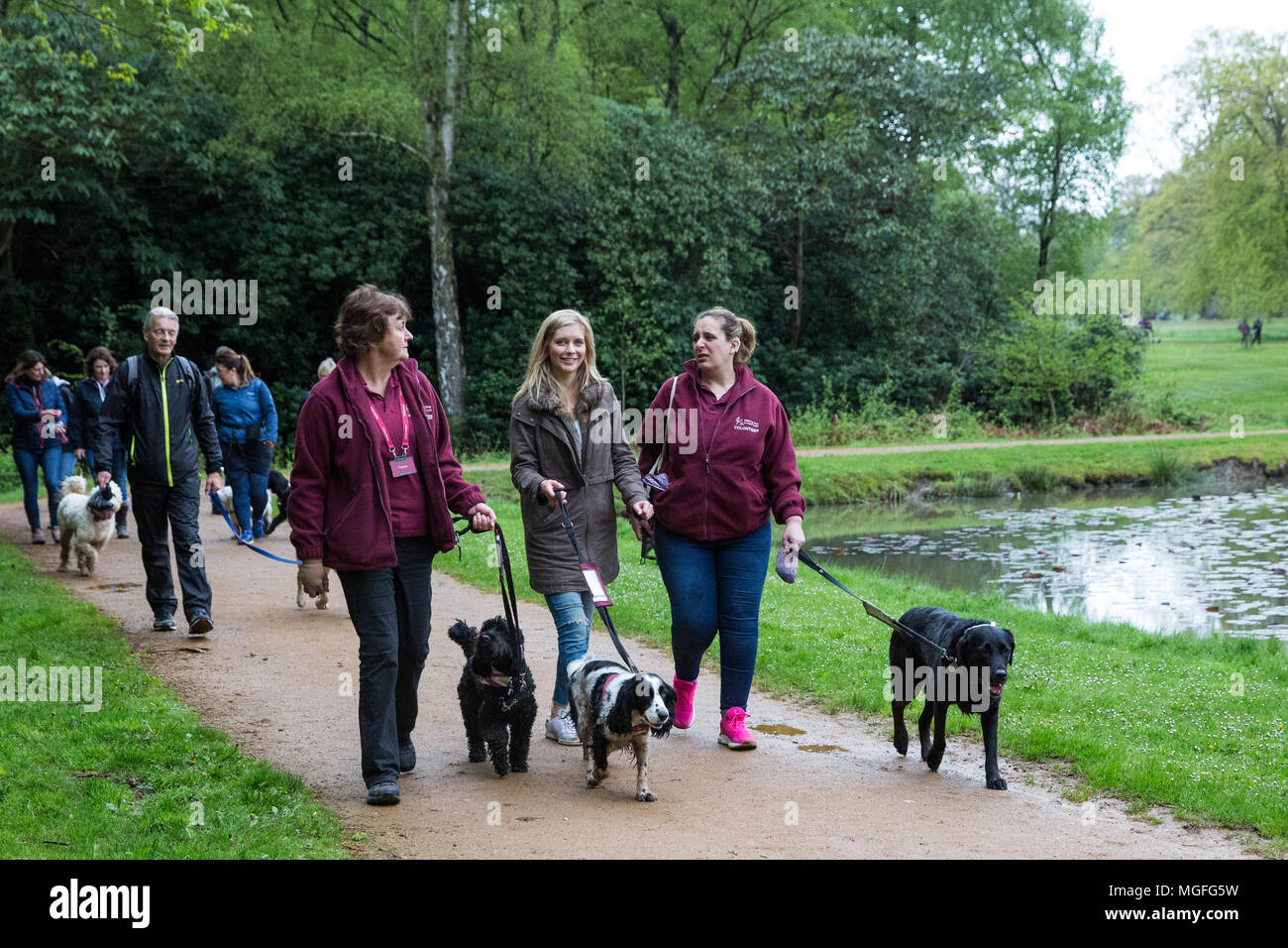 Windsor Great Park, UK. 28. April 2018. Die TV-Moderatorin Rachel Riley ist von spaniel Ginny begleitet, als sie führt der große britische Hund zugunsten der Anhörung Hunde für gehörlose Menschen im Windsor Great Park entfernt. Die Veranstaltung, ein Spaß liebe Hund gehen für alle Altersgruppen, die Kapital und das Bewusstsein für die Liebe, die Hunde Züge nicht nur zu helfen gehörlose Menschen ein erfülltes Leben durch permanente, lebenslange Begleitung führen, sondern auch die Geräusche wie Rauchmelder, Türklingeln, Backofen Timer und Wecker aufmerksam zu machen. Credit: Mark Kerrison/Alamy leben Nachrichten Stockfoto