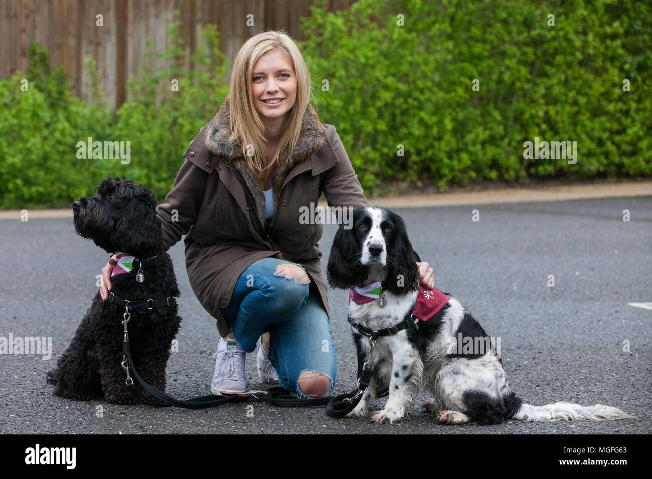 Windsor Great Park, UK. 28. April 2018. Die TV-Moderatorin Rachel Riley bereitet spaniel Ginny auf dem Großen Britischen Hund zu führen zugunsten der Anhörung Hunde für gehörlose Menschen im Windsor Great Park entfernt. Die Veranstaltung, ein Spaß liebe Hund gehen für alle Altersgruppen, die Kapital und das Bewusstsein für die Liebe, die Hunde Züge nicht nur zu helfen gehörlose Menschen ein erfülltes Leben durch permanente, lebenslange Begleitung führen, sondern auch die Geräusche wie Rauchmelder, Türklingeln, Backofen Timer und Wecker aufmerksam zu machen. Credit: Mark Kerrison/Alamy leben Nachrichten Stockfoto