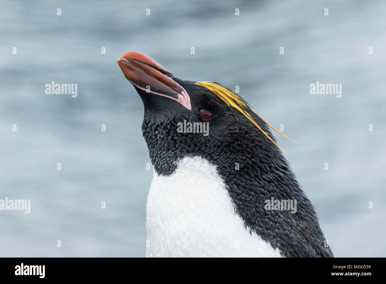 Macaroni penguin Eudyptes chrysolophus Nahaufnahme von einzelnen Erwachsenen in der Kolonie, Fort Point, Antarktis Stockfoto