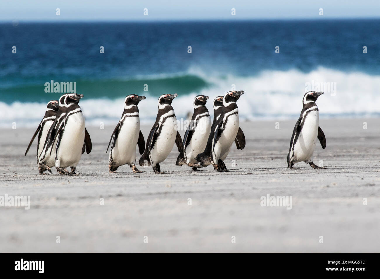 Spheniscus magellanicus Magellanic penguin Gruppe der Erwachsenen zu Fuß am Strand und in der Nähe der Kolonie, Saunders Island, Falkland Inseln Stockfoto