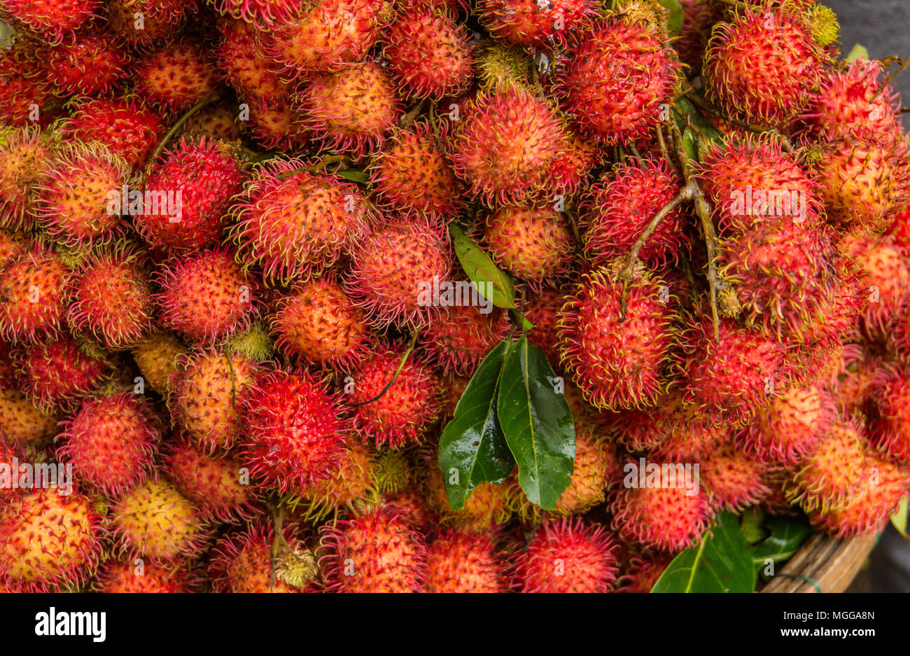 Leuchtend rote Litschi Obst für den Verkauf auf dem Markt Stockfoto