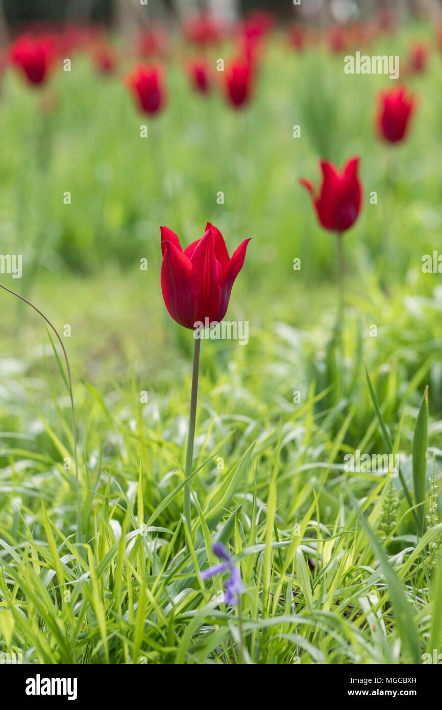 Nahaufnahme von roten offenen Tulpen, die im Frühjahr in einem englischen Gartenblumenbett blühen. GROSSBRITANNIEN Stockfoto