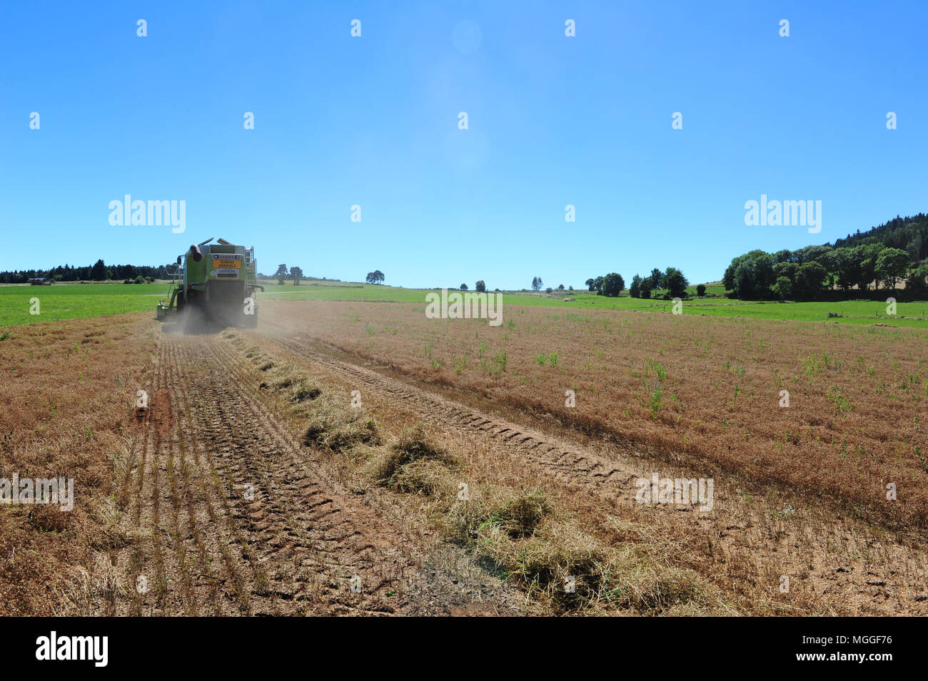 Ein Feld von Le Puy Linsen in der Nähe des Dorfes Saint-Paul-de-Tartas in der französischen Region von Le Puy wird mit einem Mähdrescher geerntet Stockfoto