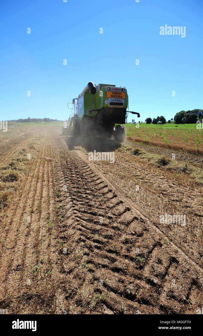 Ein Feld von Le Puy Linsen in der Nähe des Dorfes Saint-Paul-de-Tartas in der französischen Region von Le Puy wird mit einem Mähdrescher geerntet Stockfoto
