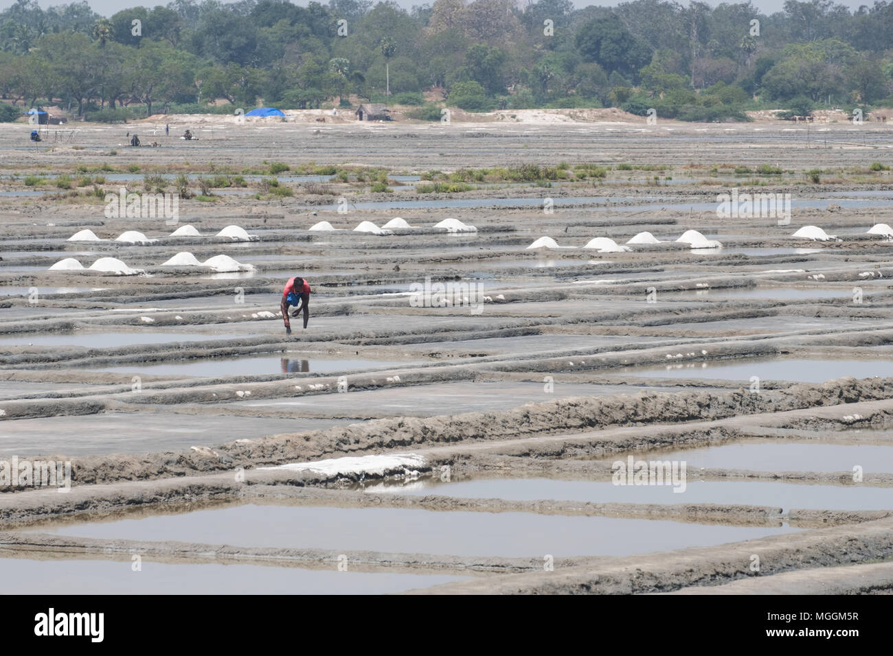 Villuppuram, Indien - 18. März 2018: Arbeiter auf dem Salt Flats im Norden von Tamil Nadu. Das Salz wird in den Gruben getrennt und in kleinen Haufen getrockneter Stockfoto