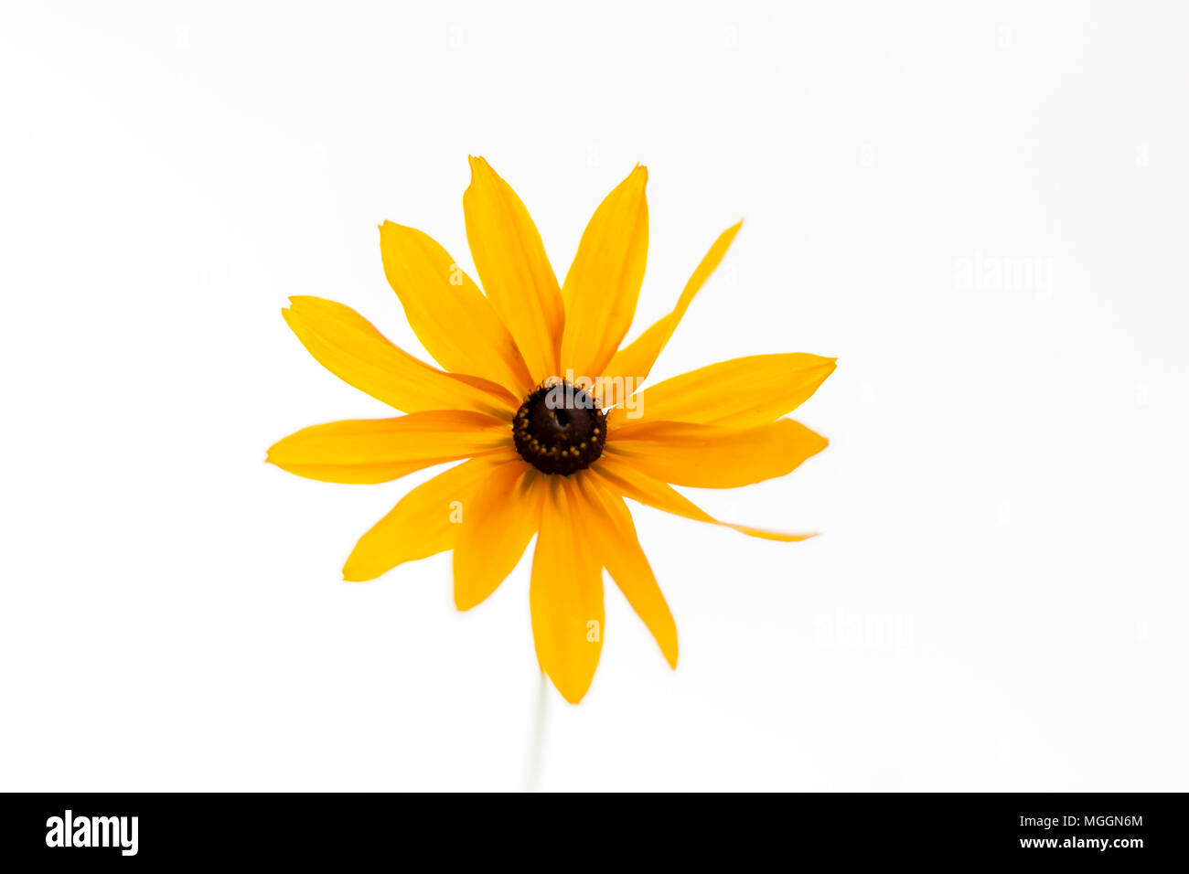 Gelbe sanfte daisy flower auf dem weißen Hintergrund. Stockfoto