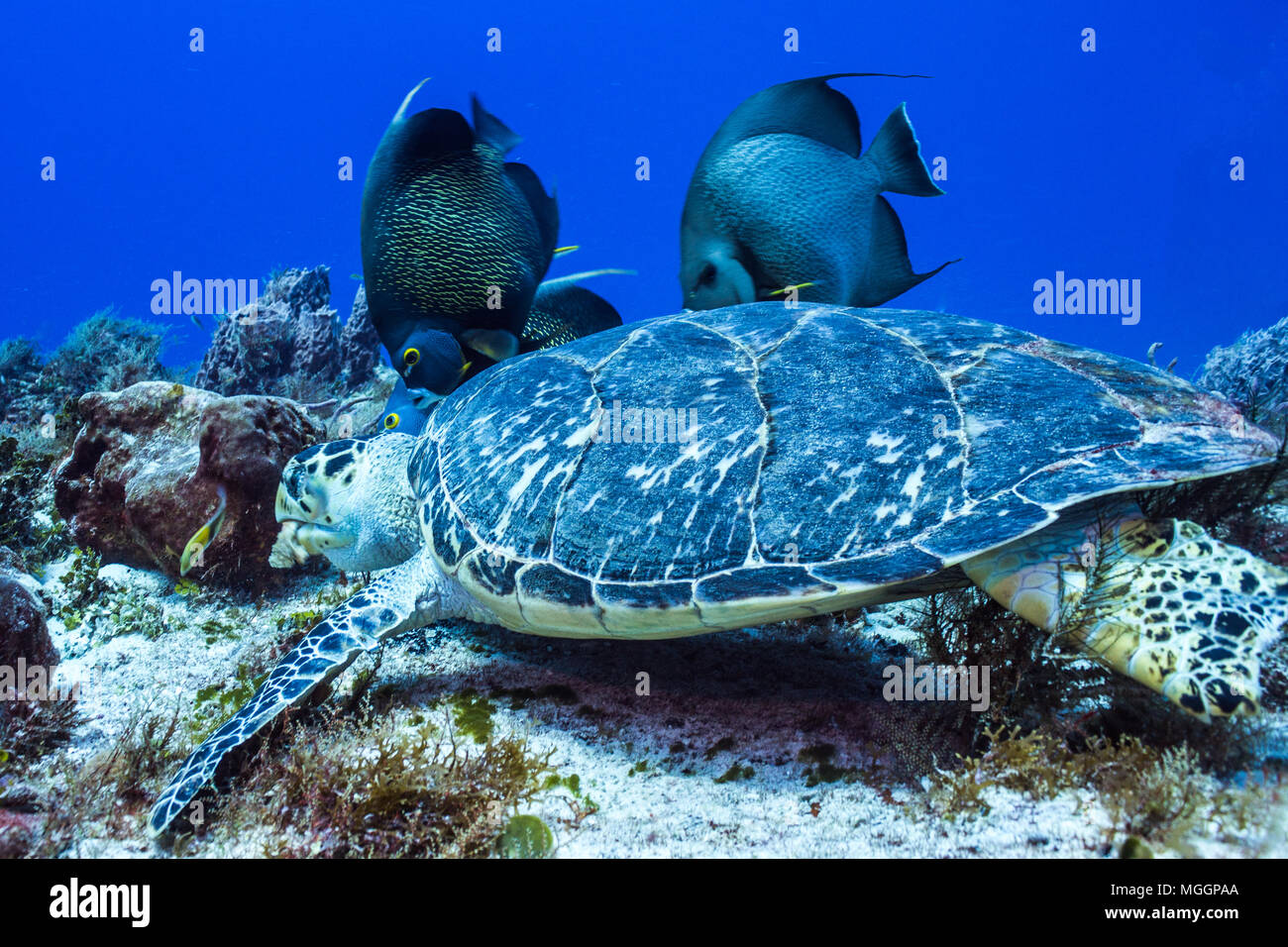 Cozumel Unterwasser Fotografie Stockfoto