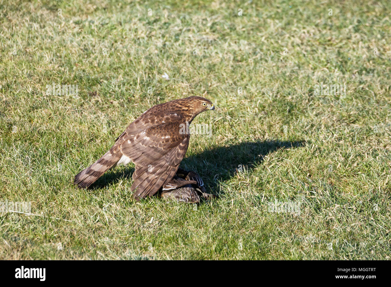 Der Cooper hawk Jugendlicher erfasst eine Ente in Vancouver BC Kanada Stockfoto