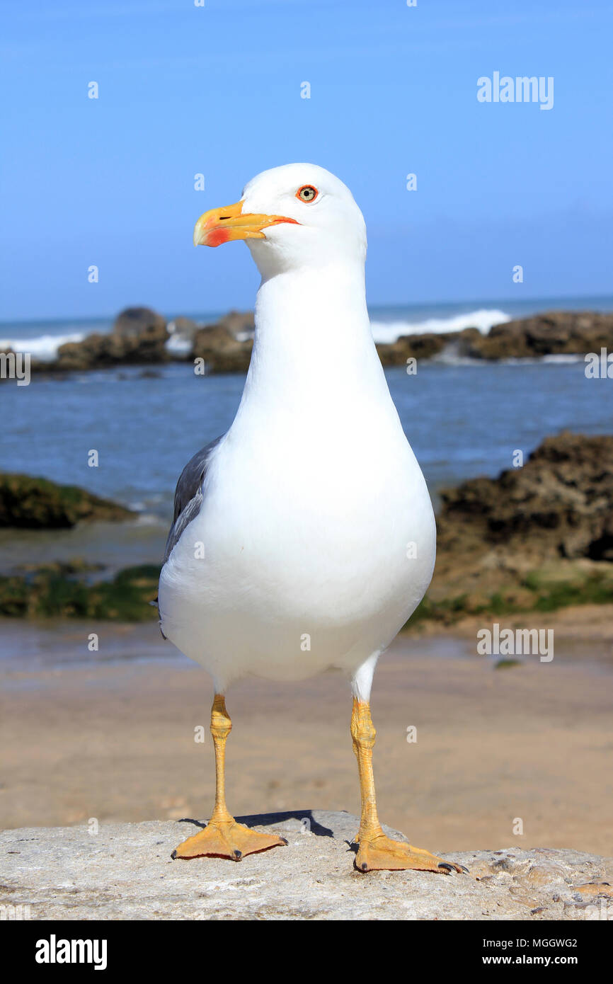 Gelbe Legged Gull Larus michahellis - Sommer nach Stockfoto