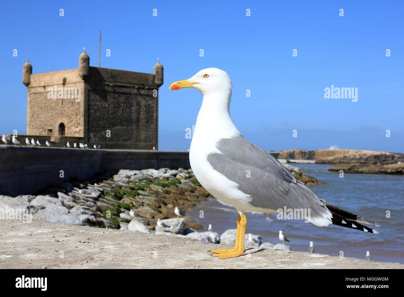 Gelbe Legged Gull Larus michahellis - Sommer nach am Hafen von Essaouira, Marokko Stockfoto