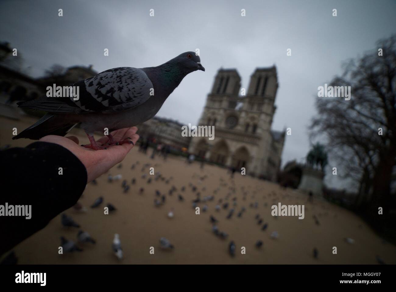 Tauben werden von Hand vor der Kathedrale Notre Dame, Paris gespeist. Tauben außerhalb der Notre-Dame de Paris. Tauben gefüttert werden. Stockfoto