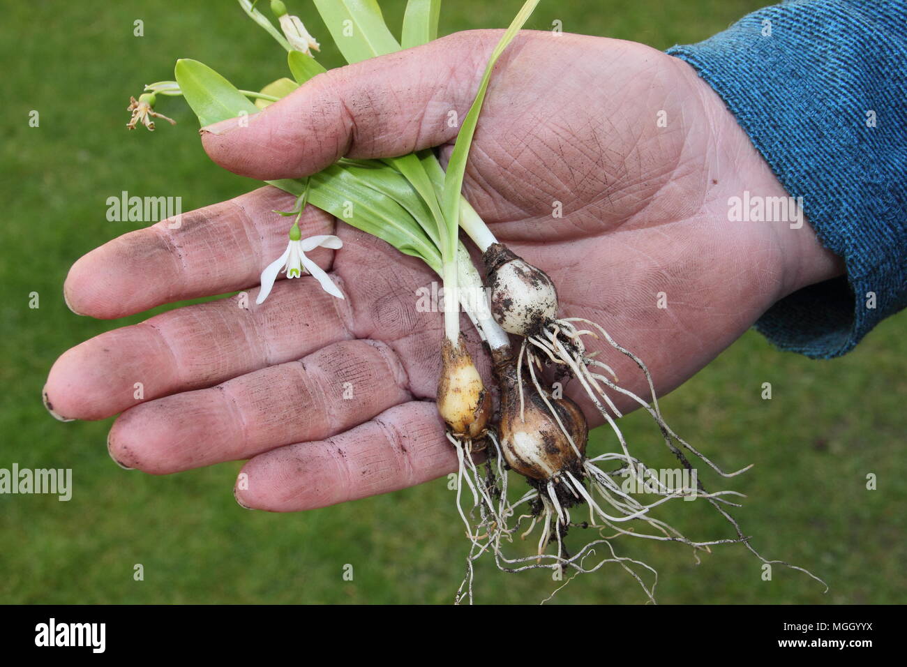 Galanthus nivalis. Hand der männlichen Gärtner holding Schneeglöckchen 'im Grünen' vor dem Einpflanzen, Großbritannien Stockfoto