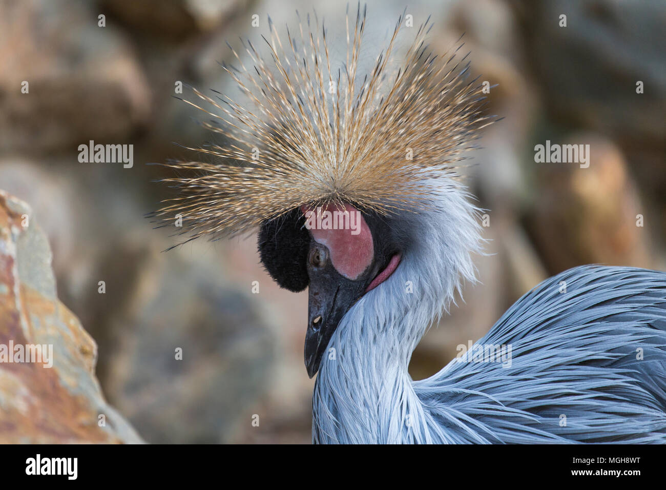 Close-up Portrait von grauen gekrönt Kran Vogel, Seite Profil anzeigen Stockfoto