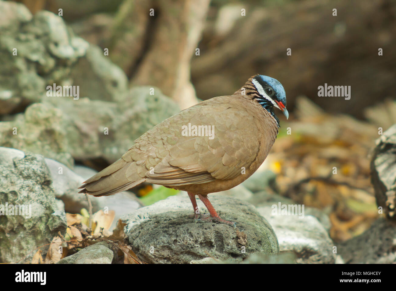 Blue-headed Wachtel - Dove (Starnoenas cyanocephala) gefährdet, Zapata Halbinsel, Kuba Stockfoto