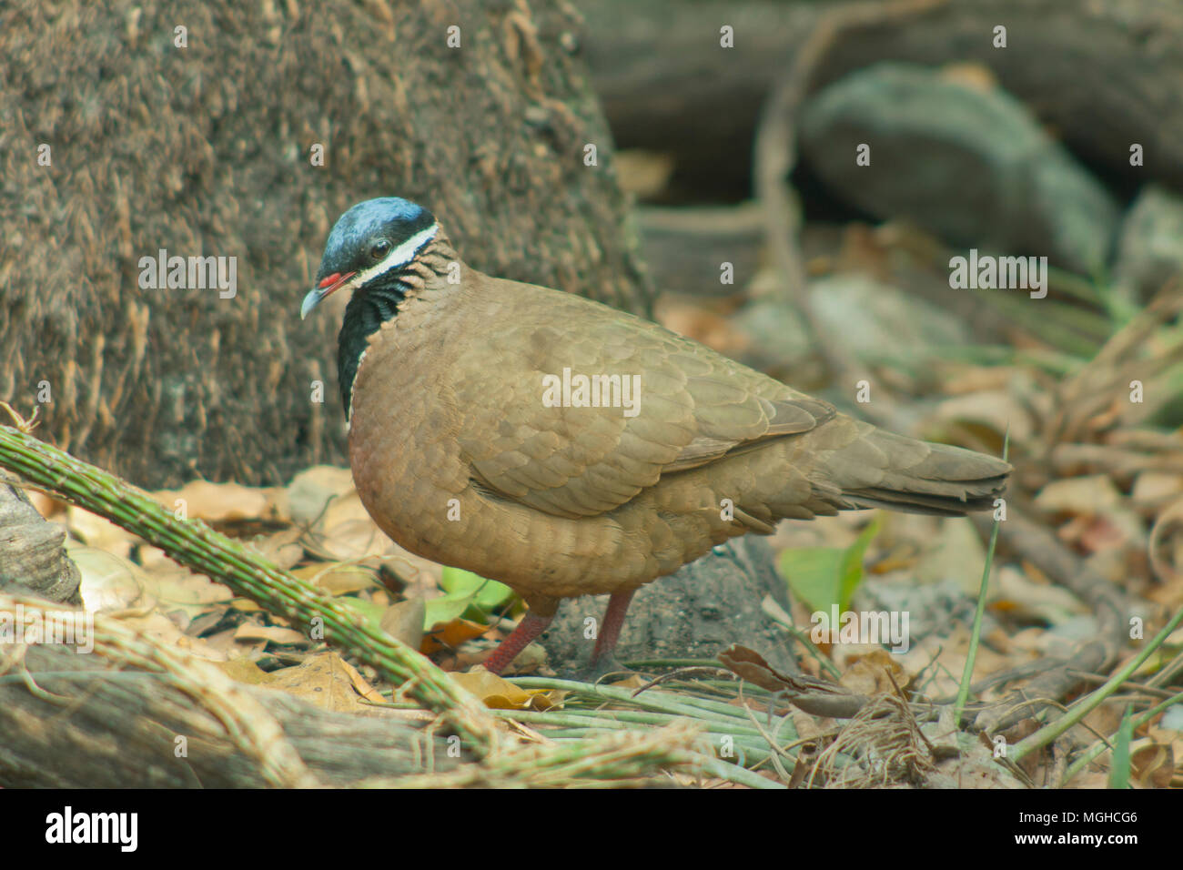 Blue-headed Wachtel - Dove (Starnoenas cyanocephala) gefährdet, Zapata Halbinsel, Kuba Stockfoto