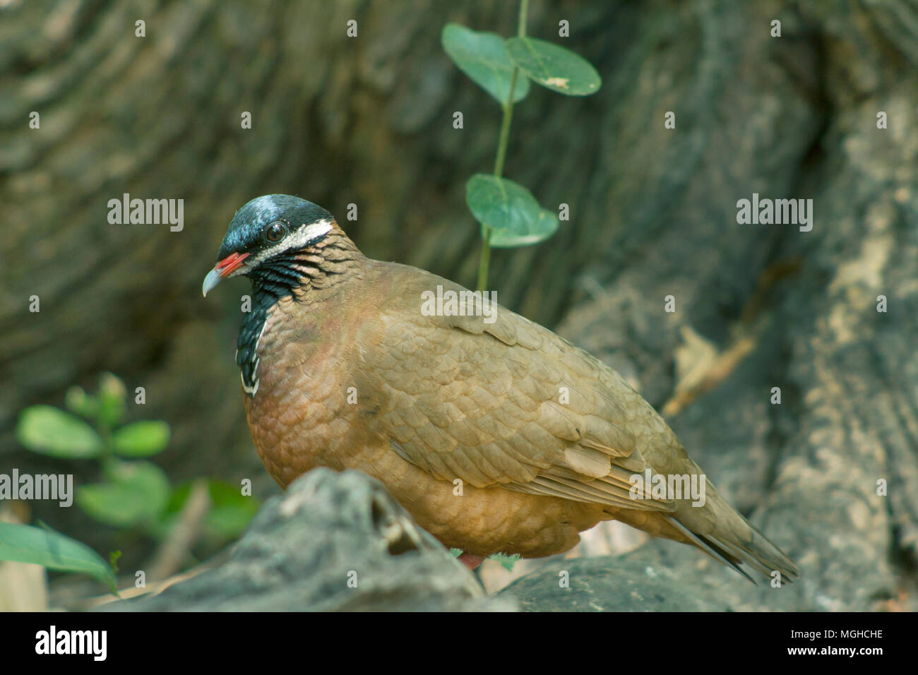 Blue-headed Wachtel - Dove (Starnoenas cyanocephala) gefährdet, Zapata Halbinsel, Kuba Stockfoto