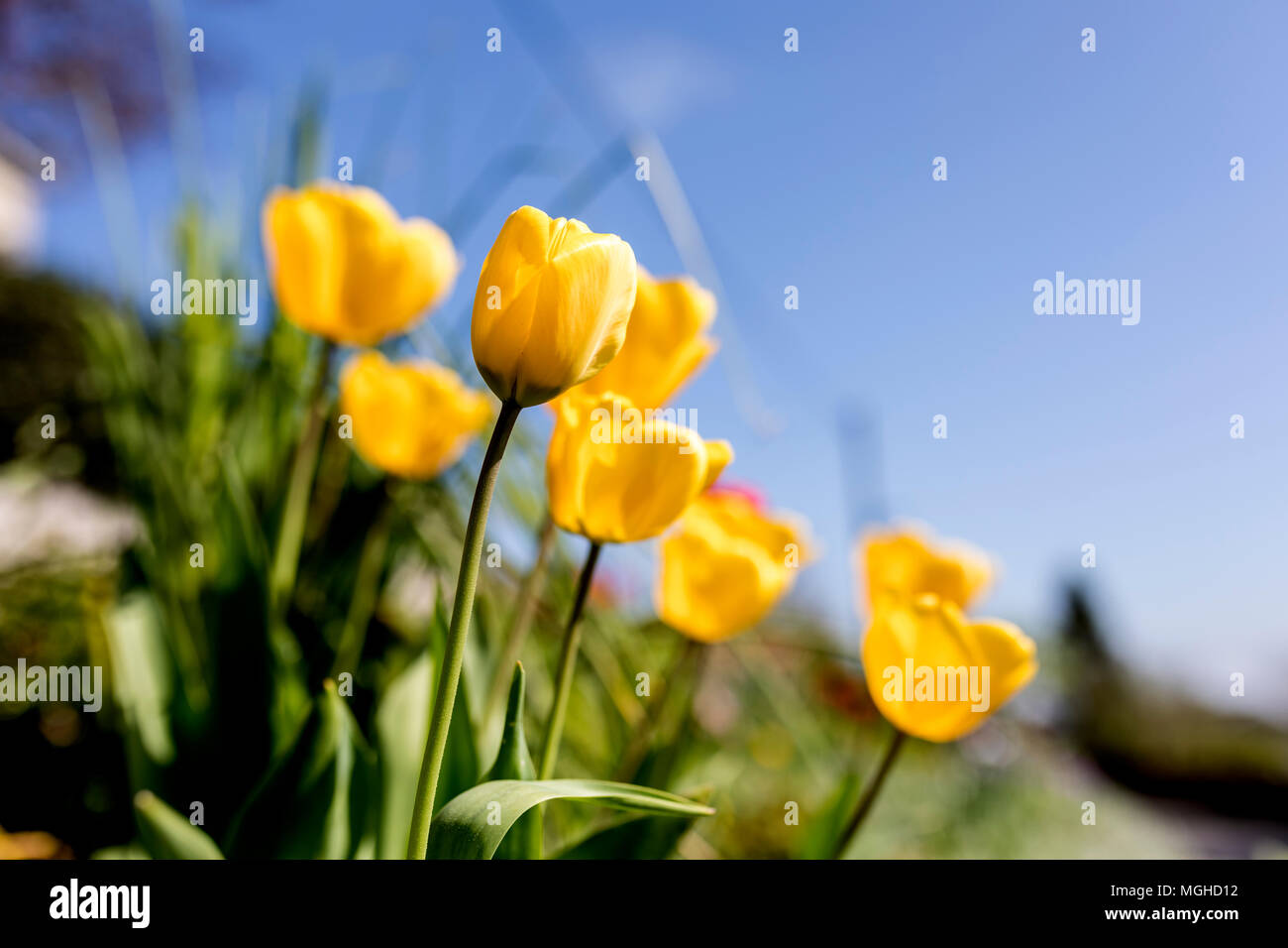 Ein Bett von gelben tullips in der Blüte vor blauem Himmel im Frühjahr in ein traditionelles Dorf in England, Vereinigtes Königreich Stockfoto