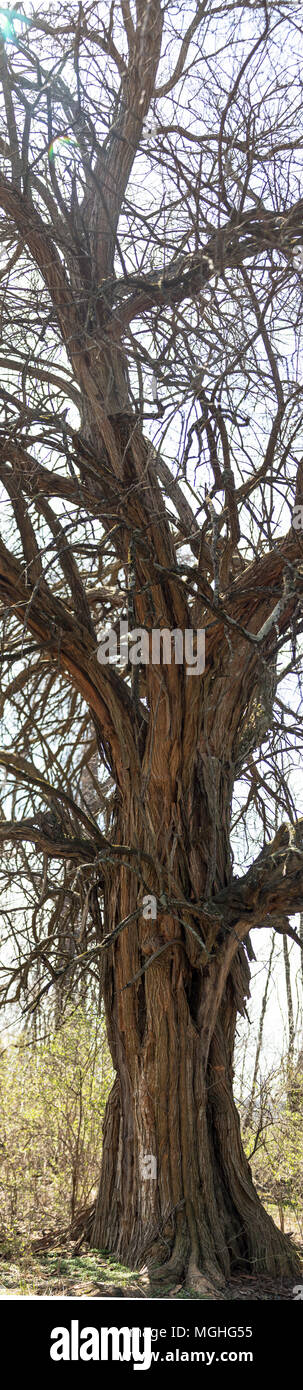 Große, Ungerade Baum Stockfoto