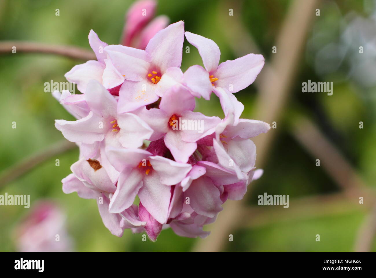 Daphne bholua 'Jaqueline Postill' duftenden Strauch Blüte im Winter in einem Englischen Garten, Großbritannien Stockfoto