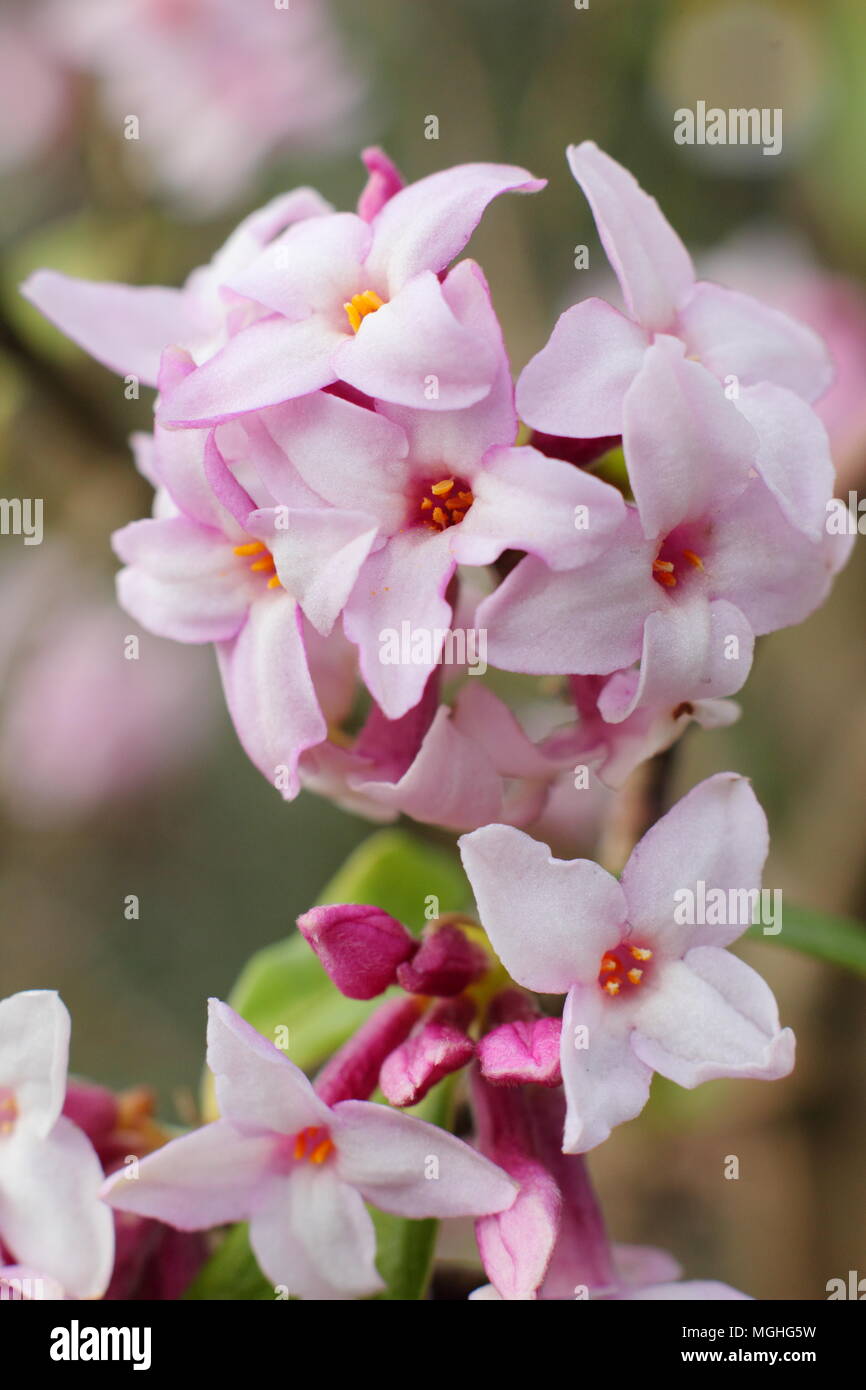 Daphne bholua 'Jaqueline Postill' duftenden Strauch Blüte im Winter in einem Englischen Garten, Großbritannien Stockfoto