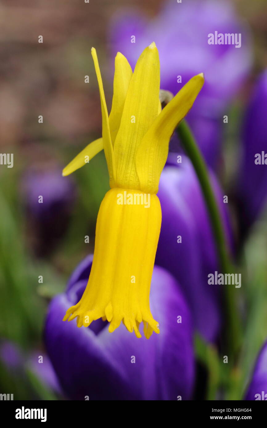 Narcissus cyclamineus. Cyclamen blühenden Narzissen blühen in einem Garten Grenze (mit lila Crocus), Frühjahr, Großbritannien Stockfoto