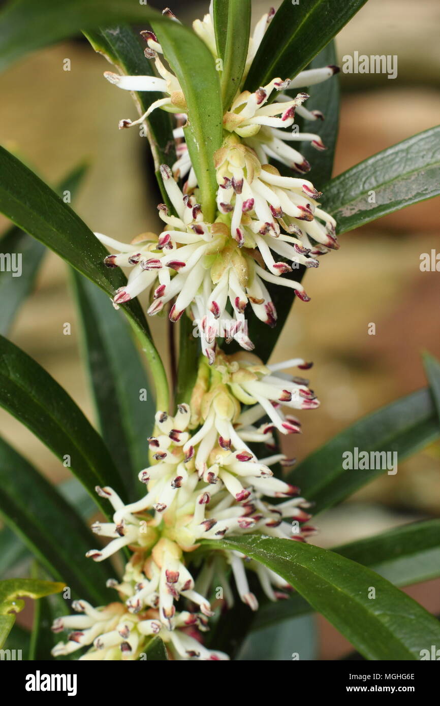 Sarcococca hookeriana var. Ghorepani hookeriana''. Chirstmas Box (süß), Ghorepani, in der Blume im späten Winter Garden, Großbritannien Stockfoto