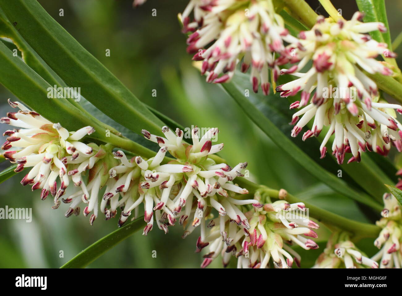 Sarcococca hookeriana var. Ghorepani hookeriana''. Chirstmas Box (süß), Ghorepani, in der Blume im späten Winter Garden, Großbritannien Stockfoto