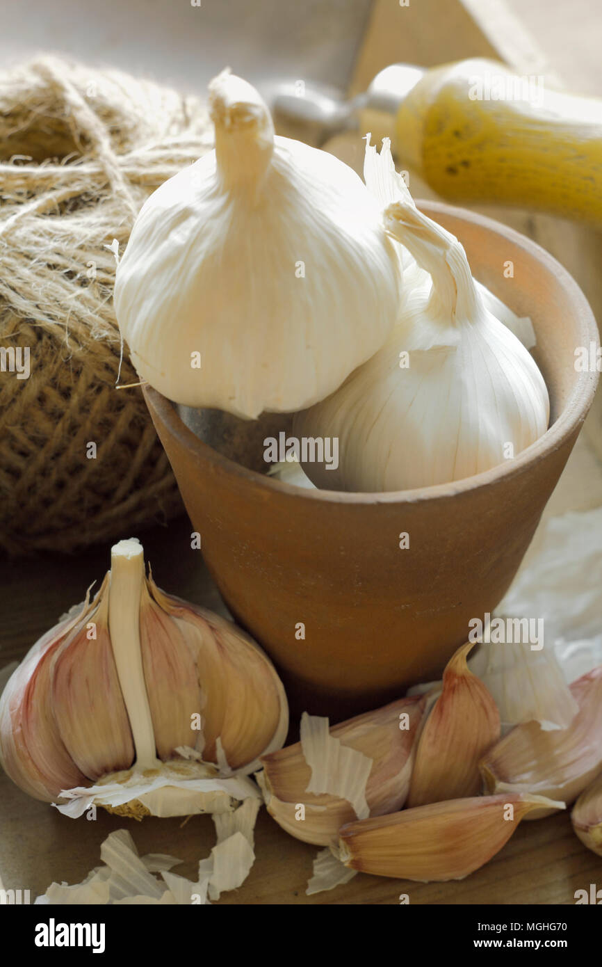 Allium sativum 'Cristo'. 'Cristo' Knoblauchzehen bereit zum Pflanzen, Großbritannien Stockfoto