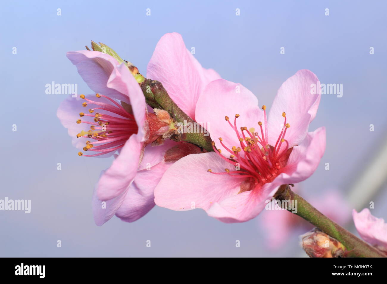 Prunus persica 'Peregrine'. Pfirsich 'Peregrine' in voller Blüte in einer geschützten Lage in einer organischen Englischer Garten im Frühjahr, Großbritannien Stockfoto