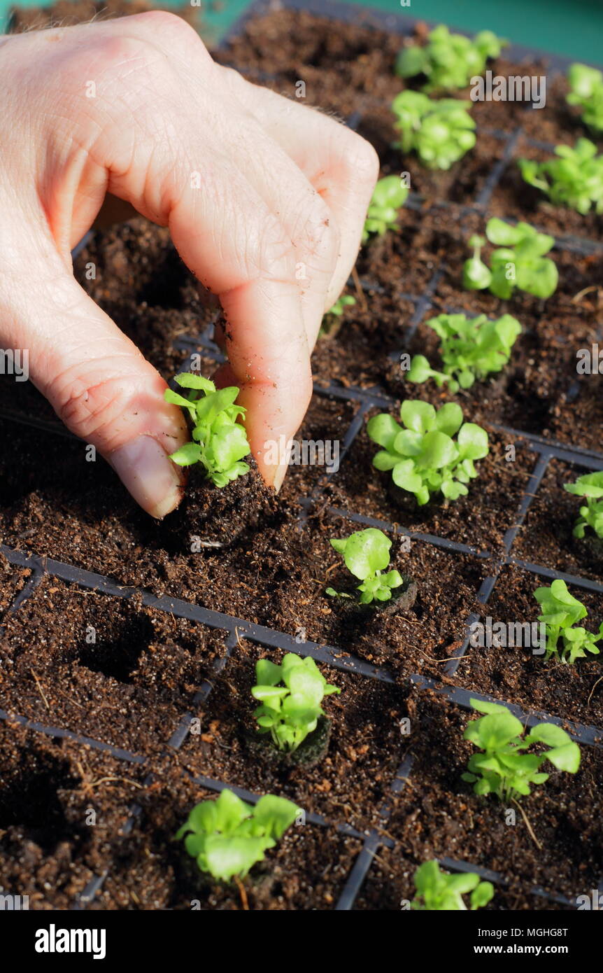 Lobelia'S apphire' stecker Pflanzen sind aus modularen Fach für bis Blumenerde in die Übergabe Warenkorb durch weibliche Gärtner entfernt, Großbritannien Stockfoto