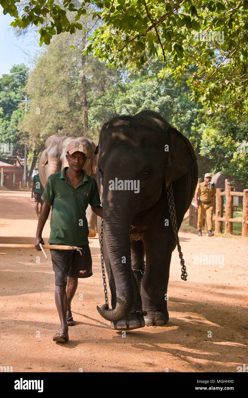 Vertikale Ansicht eines Mahout und seine Elefanten von Pinnawala Elefanten Waisenhaus in Sri Lanka. Stockfoto