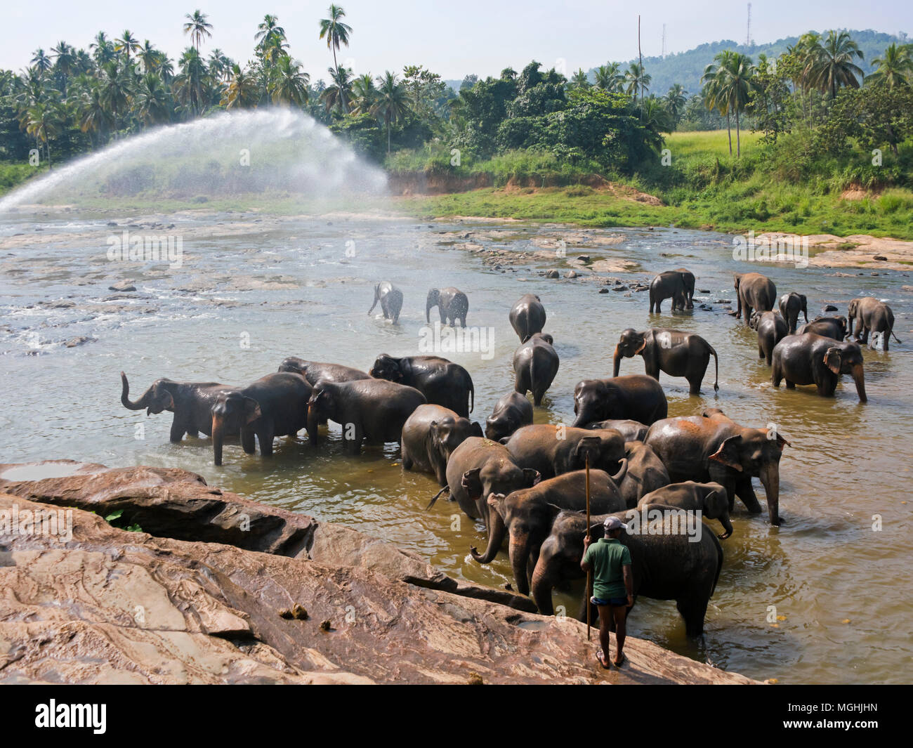Horizontale Ansicht von einer Herde von Elefanten im Fluss in Pinnawala Elefanten Waisenhaus in Sri Lanka. Stockfoto