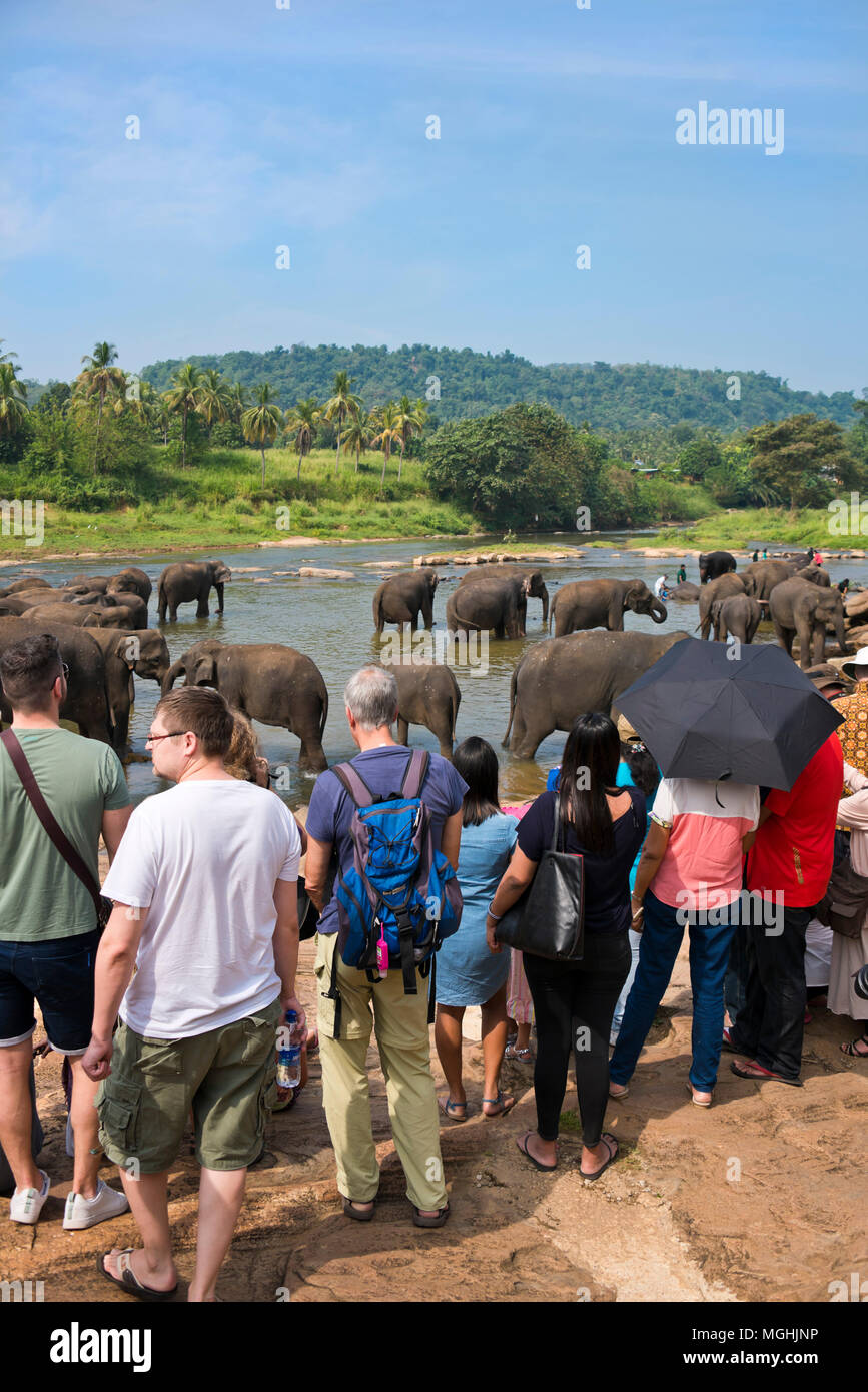 Vertikale Ansicht von Touristen beobachten die Elefanten im Fluss in Pinnawala Elefanten Waisenhaus in Sri Lanka. Stockfoto