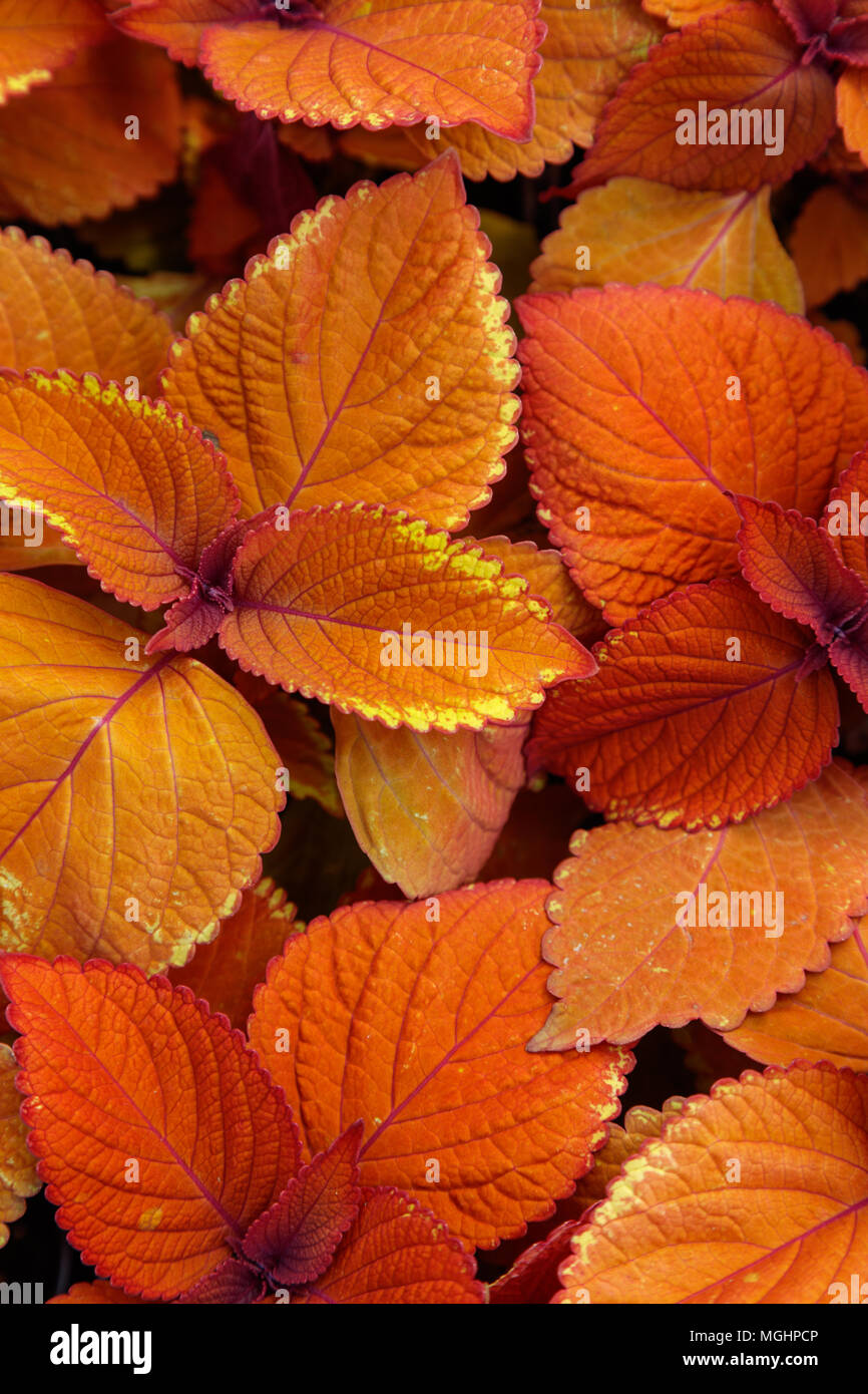 Coleus Lagerfeuer Pflanzen, Natur Hintergrund der Ansicht von oben. Stockfoto