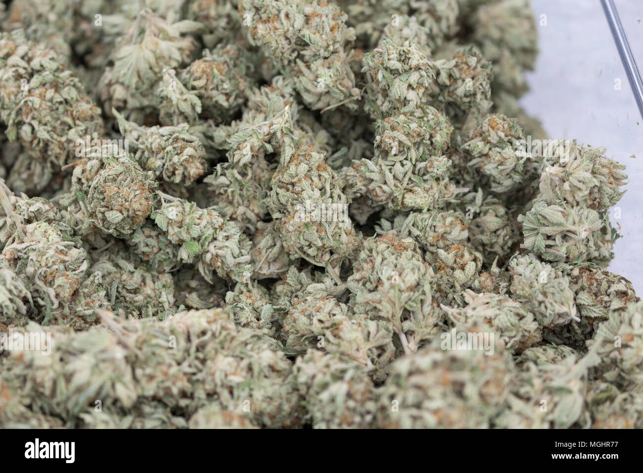 Heilung medizinischen Belastungen von Cannabis marihuana close-up Stockfoto