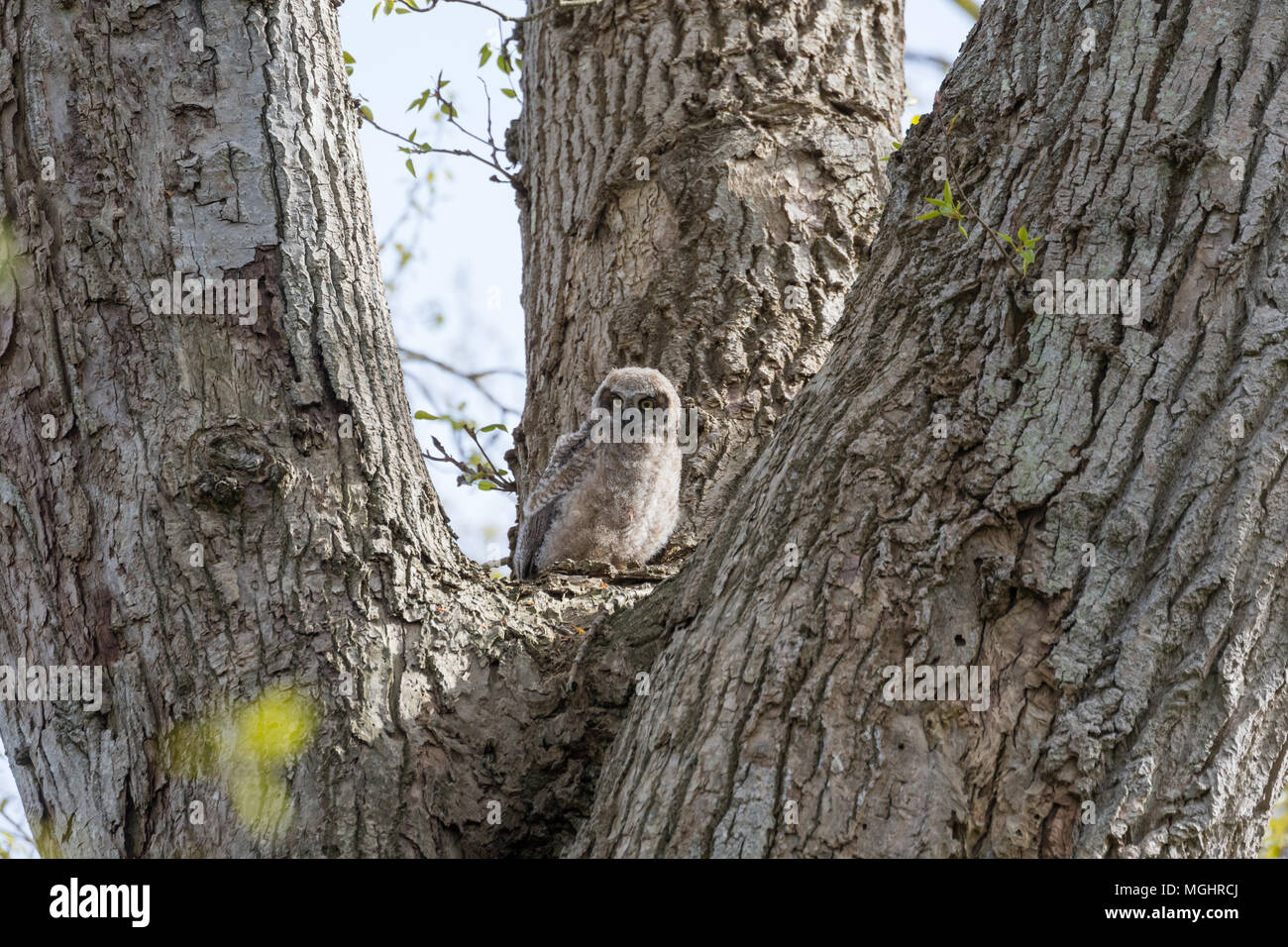 Great horned owl Küken bei Delta BC Kanada Stockfoto